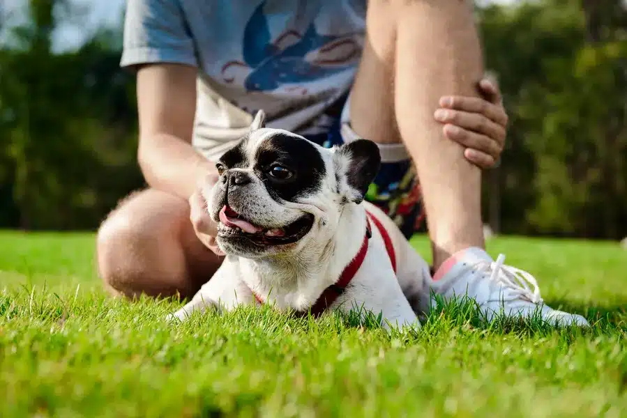 dog on artificial grass