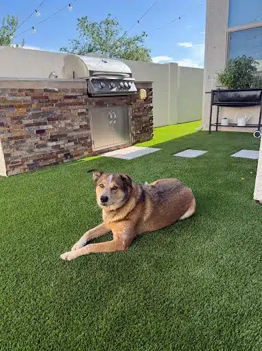 dog resting on artificial grass