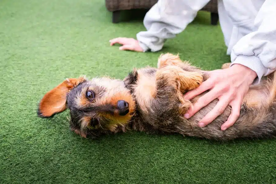 dog laying comfortable on artificial turf in arizona